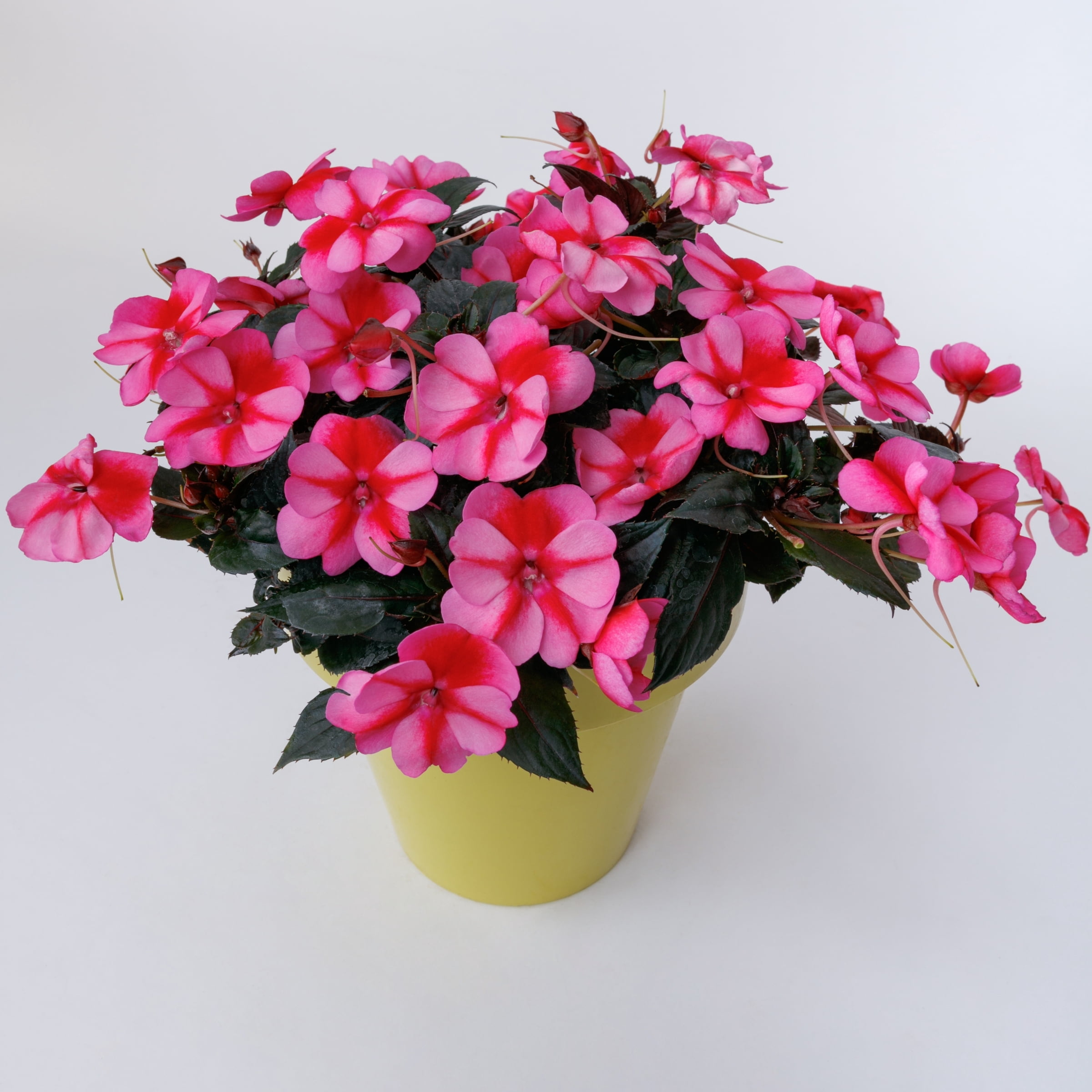 2.5 in. Impatiens Candylicious SunPatiens Collection (3-Pack)