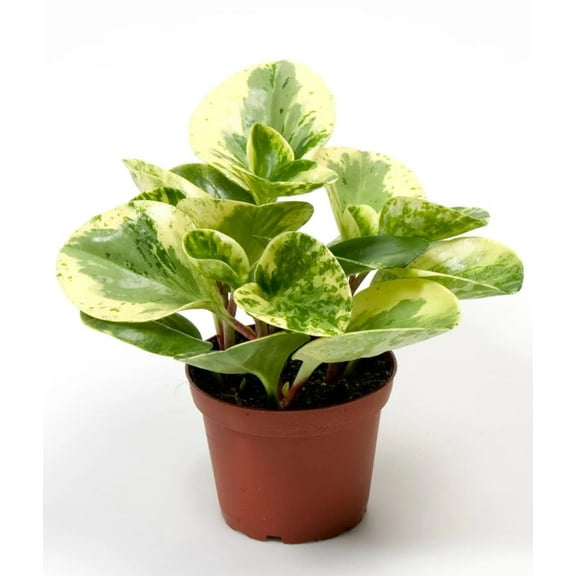 Peperomia Obtusifolia Variegated Live Plant in 4" pot - Baby Rubber Plant -  Rooted Houseplant - Variegated Peperomia Plant