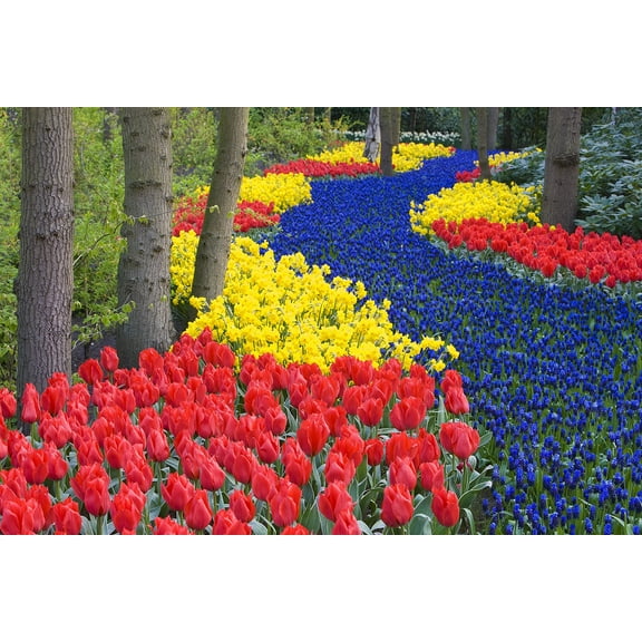 CZ Grain Tulip Daffodil and Blue Muscari Plant Bulbs (30 Count)