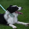 thumbnail image 3 of A Variety Of Flower Patterns Female Pet Dog Collar With Flowers---Product code 35621, 3 of 3