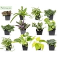 thumbnail image 2 of Plantas de interior fáciles de cultivar (paquete de 48) Plantas de interior vivas en contenedores de plantas, juego de plantas a elección de los productores en maceteros con mezcla de tierra para mace, 2 of 5