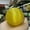 Yellow, variant on K-KED Beautiful Rare Natural Cat's Eye Stone Balls Quartz Crystal Reiki Healing Sphere-40 mm-Yellow