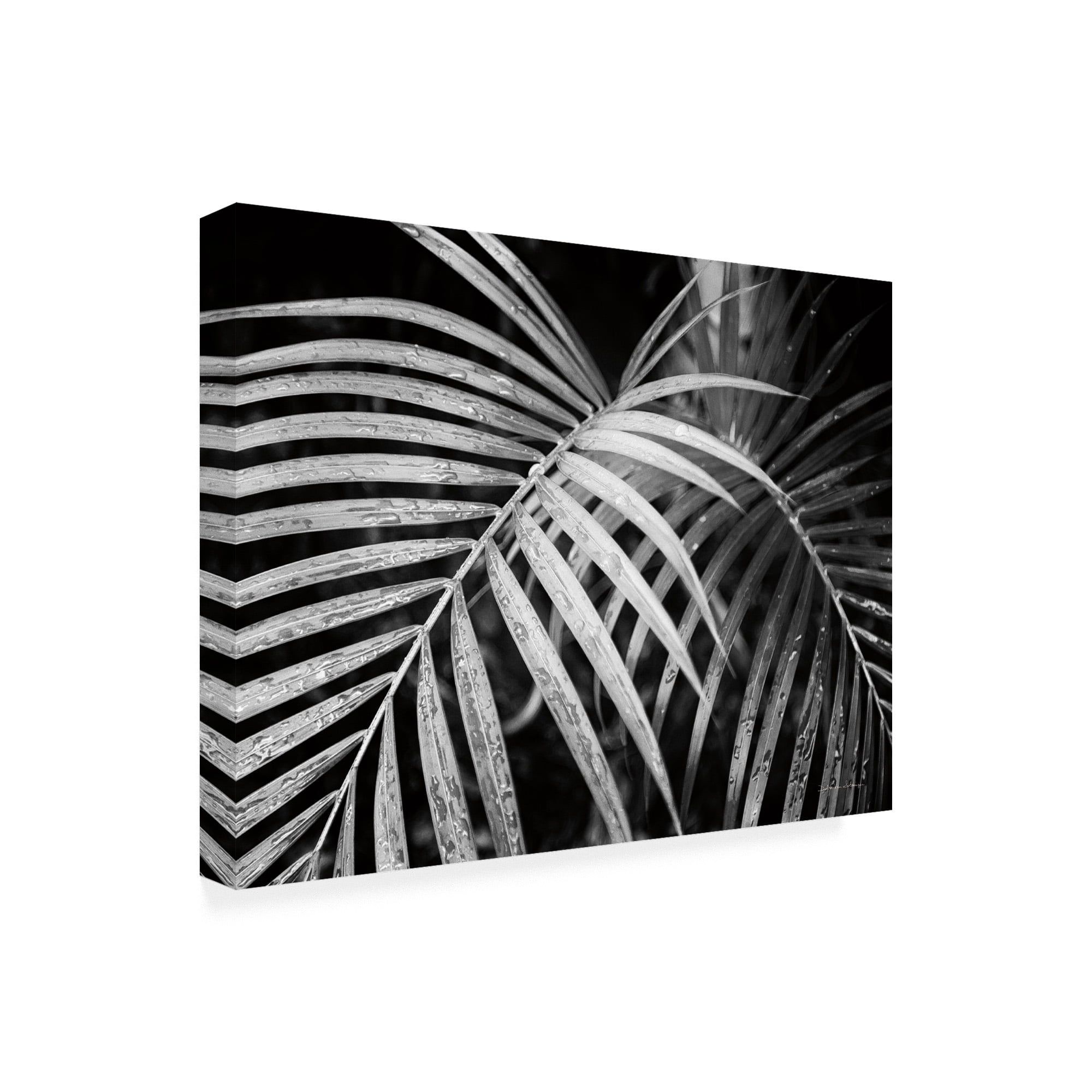 Trademark Fine Art 'Palm Fronds Black And White' Canvas Art by Debra Van Swearingen