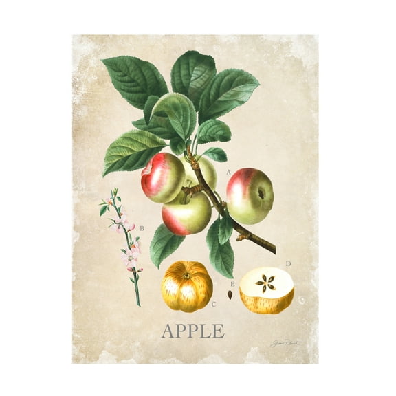 Canvas Wall Art - Jean Plout 'Luscious Fruit Study D' Wall Art for Living Room, Bedroom, or Office DÃ©cor by Trademark Fine Art - 14 x 19 Inches