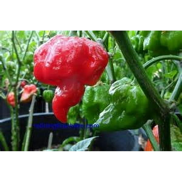 automatic watering plant GreenStalk Spring - Watering System | Stunning Stone main image 1