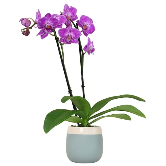 Element Purple Live Orchid Decor (Approx 16" Tall) in 3.5" Blue & White Planter