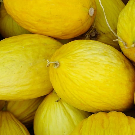 Crenshaw Melon Garden Seeds - 1 Oz - Non-GMO, Heirloom Vegetable Gardening Seeds -