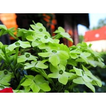 100 LIME GREEN NICOTIANA Alata Flowering Tobacco Seeds
