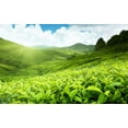 thumbnail image 4 of Calming Blends Diverticulitis Tea and Probiotic (40 Billion CFU per serving, 60 Capsules) Supports Digestive Health, 4 of 6