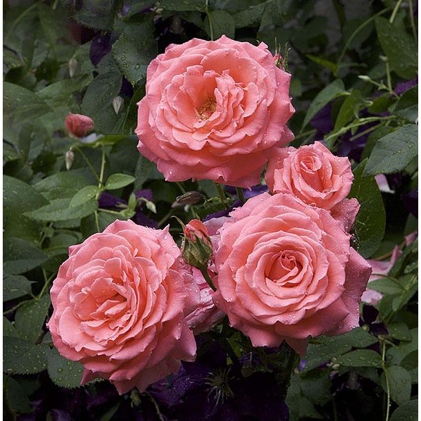America Climbing Rose Bush Bareroot