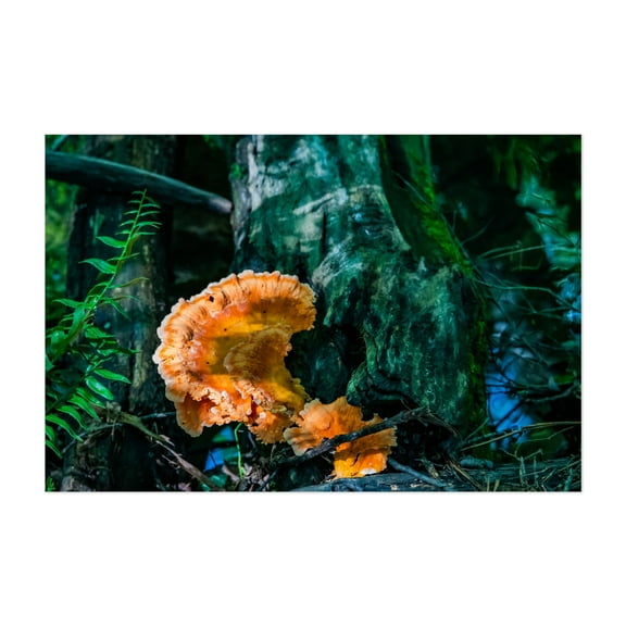 Chicken of the Woods Mushroom - York Pennsylvania Photography Nature Forest Woodland Botanical Scenic Wilderness Unframed Wall Art Print 4 x 6 inches