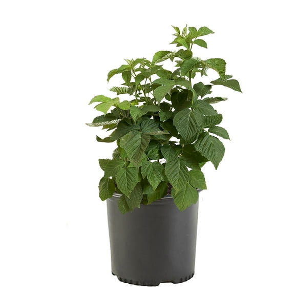 Expert Gardener Raspberry Nantahala Live Shrub (1 Gallon)