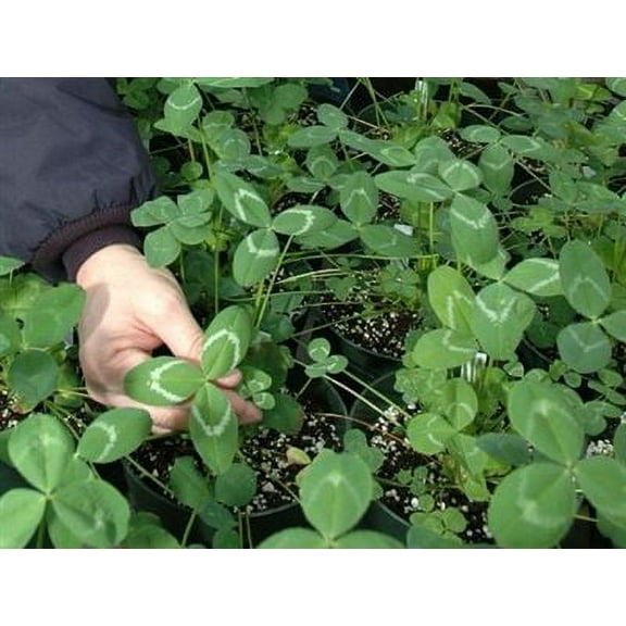 Apache Arrowleaf Clover Seed - 20 Lbs.