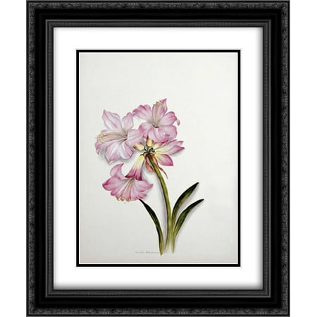 Belladonna Two Light - Amaryllis Belladonna 2x Matted 20x24 Black Ornate Framed Art Print by Dixie, Ethel May