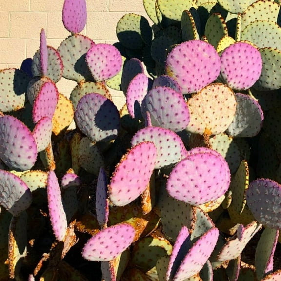 Purple Prickly Pear Cactus Plants Live, Hardy Colorful Cactus Plants, in 3.5 inch Pot for Planting
