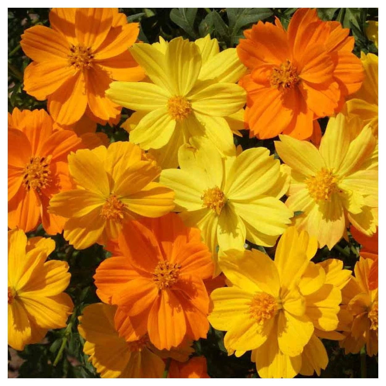 Everwilde Farms - 1 lb Dwarf Mixed Sulphur Cosmos Garden Flower Seeds - Gold Vault Bulk Seed Packet