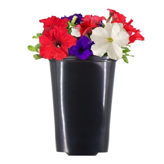 Expert Gardener 14" Red White & Blue Petunia Mix Live Plants in 7" Grower Pot Full Sun