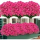 thumbnail image 4 of 8 Ramos De Narcisos Artificiales Flores De Primavera Para Exterior (Rojos), 4 of 8