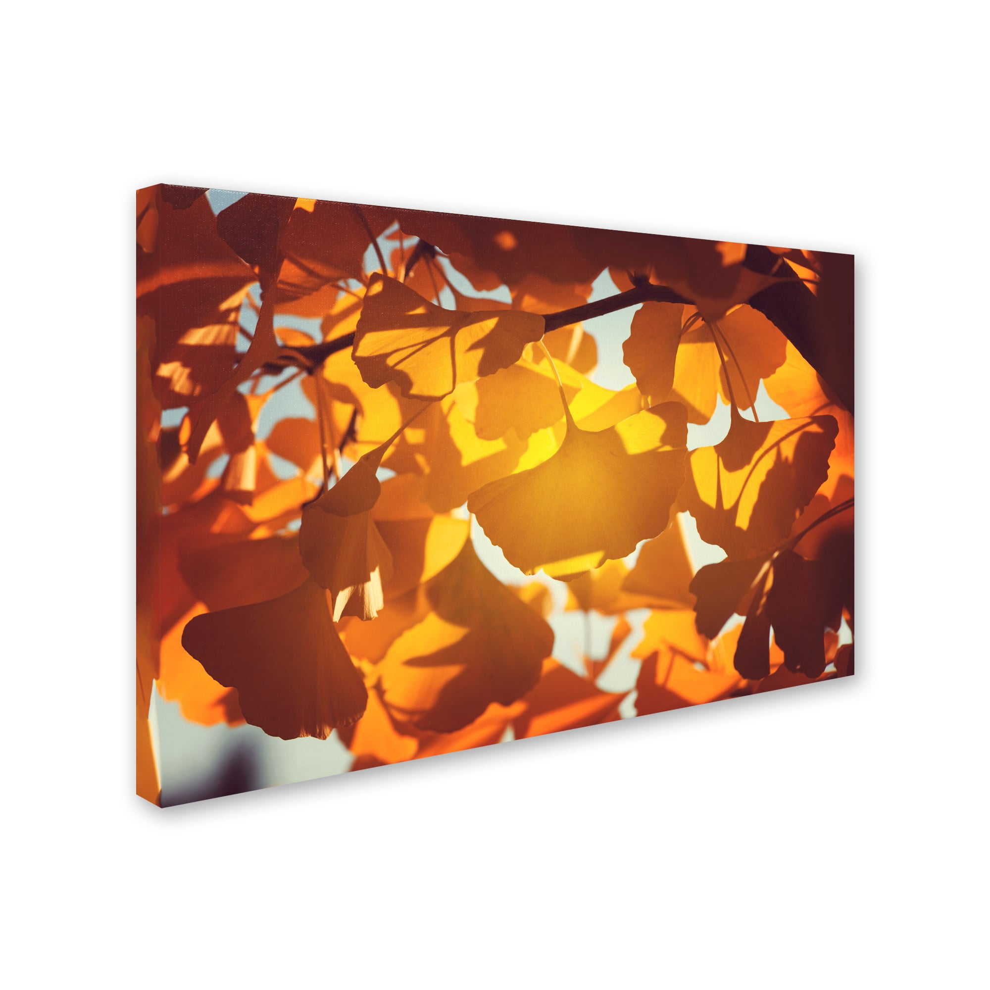 Trademark Fine Art "Ginkgo Leaves" Canvas Art by Philippe Sainte-Laudy