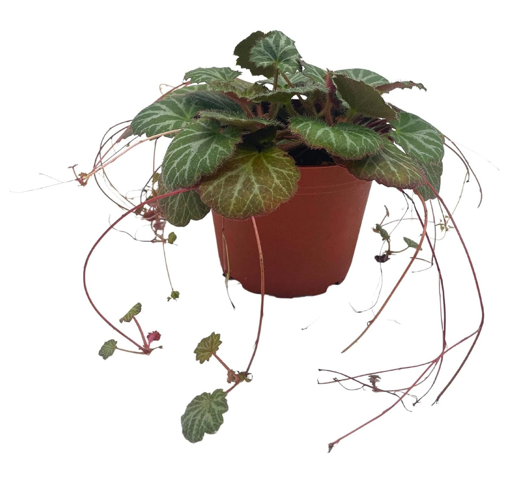 CintBllTer Strawberry Begonia in a 4 inch Pot Saxifraga stolonifera, Legacy House Plant - image 4 of 8