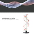 thumbnail image 4 of Modelo De Estructura De ADN, Modelo Educativo Intuitivo De Doble Hélice De ADN Para La Enseñanza, 4 of 7