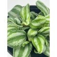 thumbnail image 4 of Peperomia Mini Watermelon, 4 inch verschaffeltii, Steve's Leaves, 4 of 9