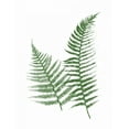 thumbnail image 2 of Grey, Jace 12x14 White Modern Wood Framed Museum Art Print Titled - Green Ferns, 2 of 4