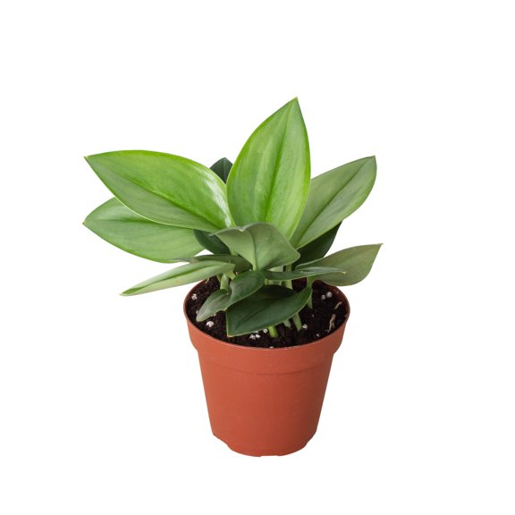 Scindapsus 'Moonlight', 4" Pot, Indoor Houseplant, Easy Care, Live Plant for Indoor & Outdoor