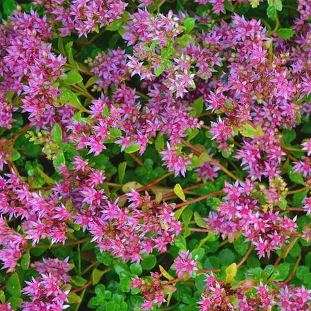 Sedum Seeds - Dragons Blood - 1000 Seeds - Rose Colored Star Flowers - Perennial Decorative Groundcover House Plant - Flower Garden - Sedum.., By Mountain Valley Seed Company Ship from