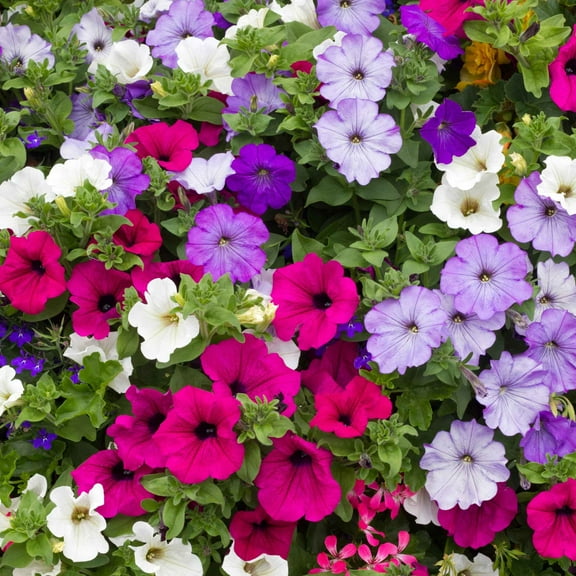 Eden Brothers Petunia Seeds - Dwarf Mix