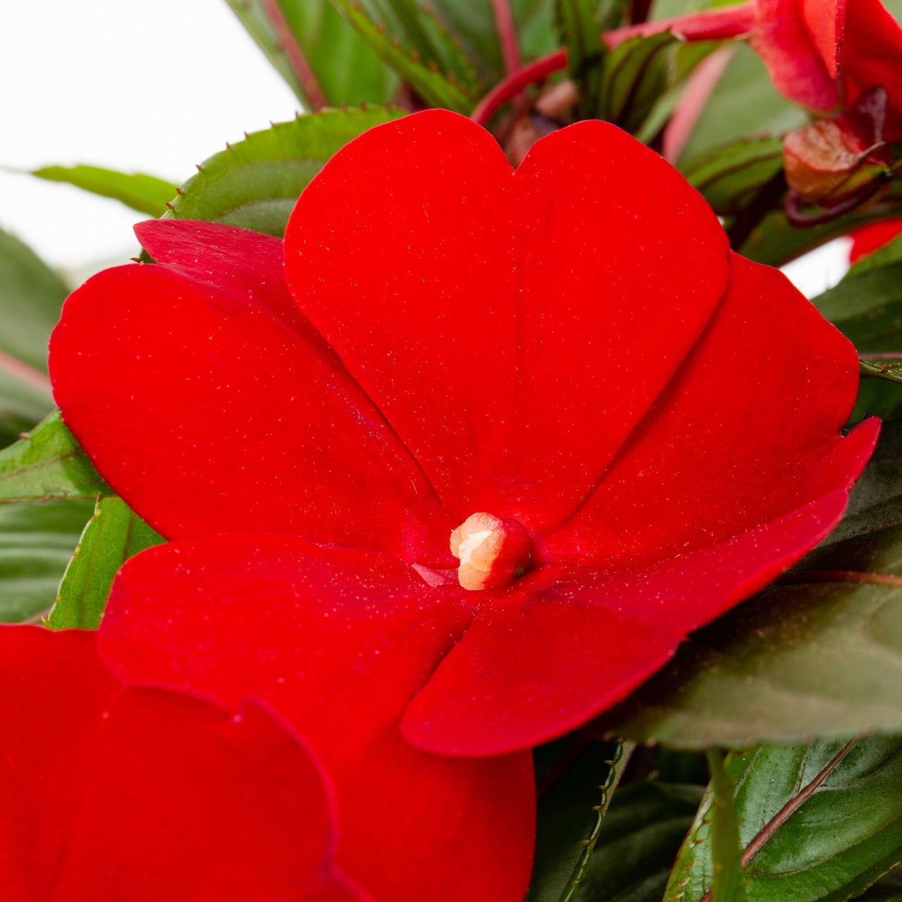 Expert Gardener 1.5gal Red Impatiens Live Annual Plant Hanging Basket Sun