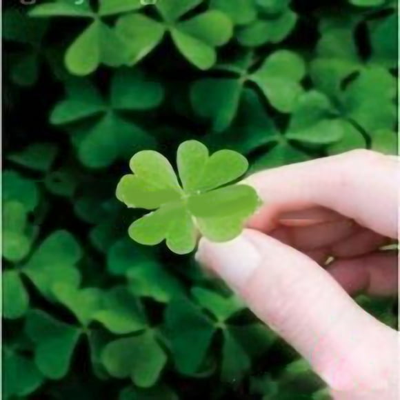 100 Seeds/Pack Four Leaf Clover Seeds Bonsai Potted Flower Seed for Balcony Garden Decoration