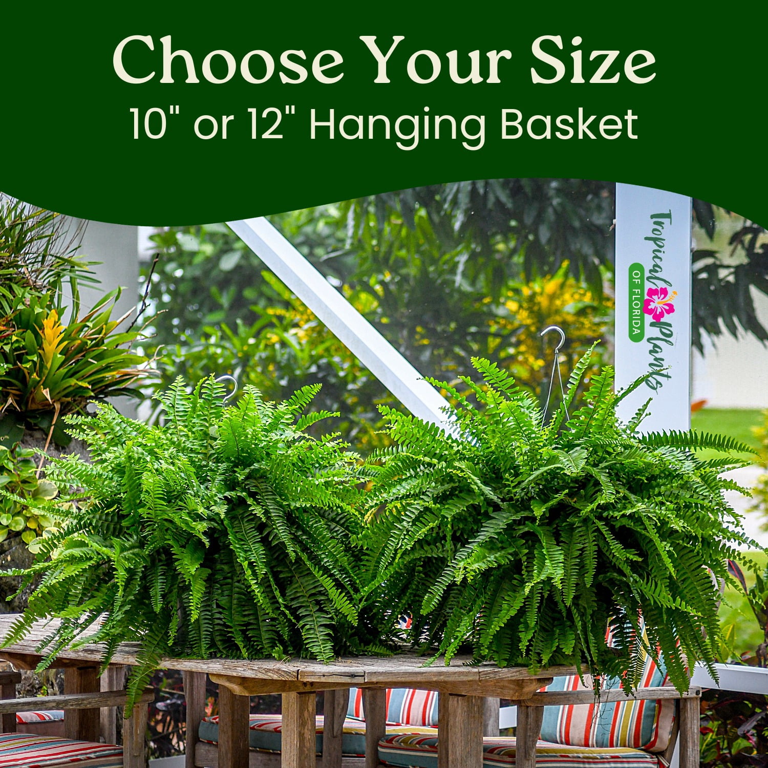 Tropical Plants of Florida 12" Boston Fern Hanging Basket with 34" Overall Spread; Partial Sunlight, Hanging Plant, Sword Fern