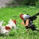 thumbnail image 4 of Pollo de silicona brazo de aves de corral de aves de corral de aves de corral para animales Año Nuevo Regalos PET Cosplay Toys Decoración al aire libre para exteriores, 1 par Speravity FN001932-01, 4 of 7