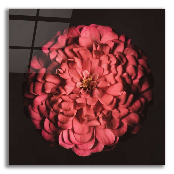 Epic Art 'Portrait of a Zinnia' by Leah McLean, Acrylic Glass Wall Art, 12"x12"