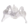 thumbnail image 5 of Modelo de Pelvis Femenina Modelo de Pélvico de Tamaño Natural para Estudio de Biología de Anatomía Médica, Decoración Zulema Estatua humana de la pelvis femenina, 5 of 5
