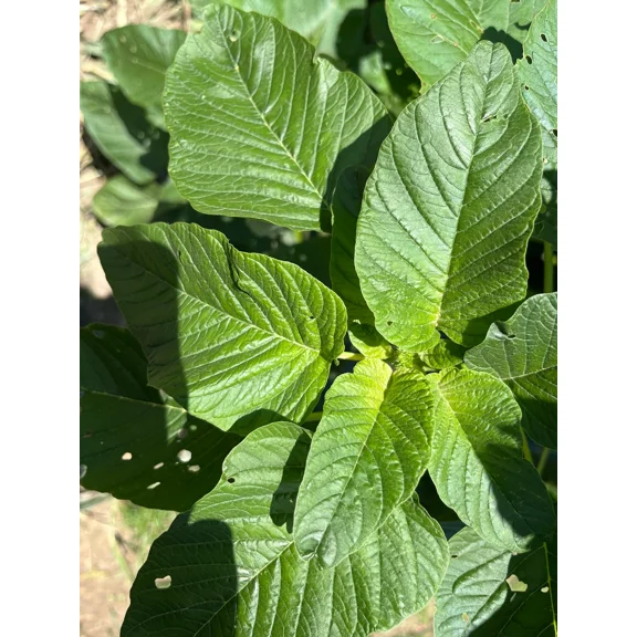 Sherwood Seeds Premium 100 Amaranthus Dubius Plant Seeds, Large Leaf Variety