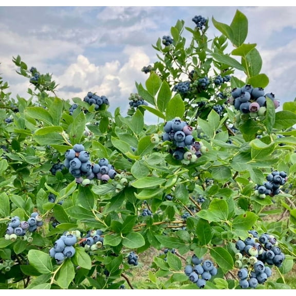 Rebel Blueberry Plant 4-7" Tall for Planting, Southern Highbush Blueberry Bush Tree, Blueberry Sweet Fruit plant for Garden