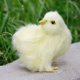 thumbnail image 1 of Juguete de peluche Pollito de peluche Palm Pet Chirpy Chick Easter Chick Juguete de peluche Wmkox8yii HAHFKSH1373, 1 of 5
