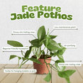 thumbnail image 3 of Jade Pothos Plant, Houseplants for Zones 10 - 12, Jade Pothos Live Plant, 3 - 5 Inches Tall, 3 of 5