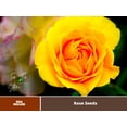 thumbnail image 2 of 30 Rare Seeds| Julia Child rosa floribunda rose seeds #1145| BUY 4 GET 1 FREE|, 2 of 2