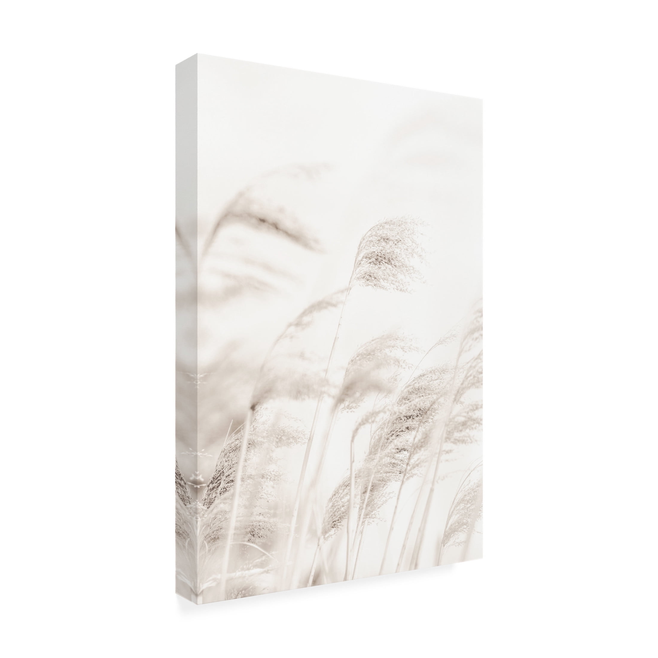 Trademark Fine Art Pictufy Studio Reed Canvas Wall Art