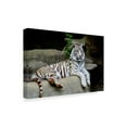 thumbnail image 2 of Trademark Fine Art 'White Tiger On Cliff' Canvas Art by Galloimages Online, 2 of 3