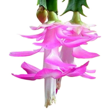 - Pink Christmas Cactus Plant - Zygocactus - 4