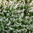 thumbnail image 3 of Brighter Blooms - Tri-Color Dappled Willow, 1 gal - No Shipping to AK, AZ, HI, 3 of 6