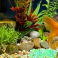 thumbnail image 4 of HONMEET 100pcs Glow Pebbles Waterproof Decorative Rocks Glow In The Dark For Outdoor Landscape, 4 of 8