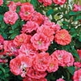 thumbnail image 7 of Coral Drift Rose (1 Gallon) Low-Growing Groundcover Deciduous Flowering Shrub - Full Sun Live Outdoor Plant, 7 of 7