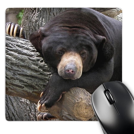 3dRose  Oh Man  What a Day  Black Bear  MousePad price history on PriceWatchPro