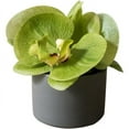 thumbnail image 4 of Potted Flower Mini Real Touch Potted Orchid in Green, 4 of 4