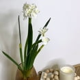 Sullivans Artificial Paperwhite With Bulb Stem 20"H White